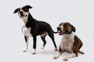 Pet Dog - Bankjo & Bella - Clinics by Design