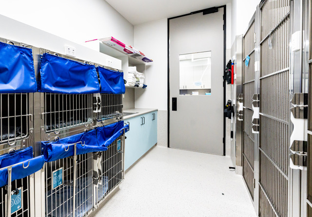 Veterinary Fit Out